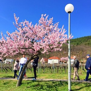 gimmeldingen5