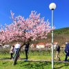 gimmeldingen5
